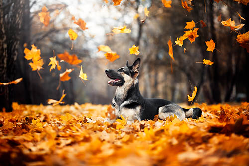 Reasons to be Thankful for Your “Perfect Pooch”