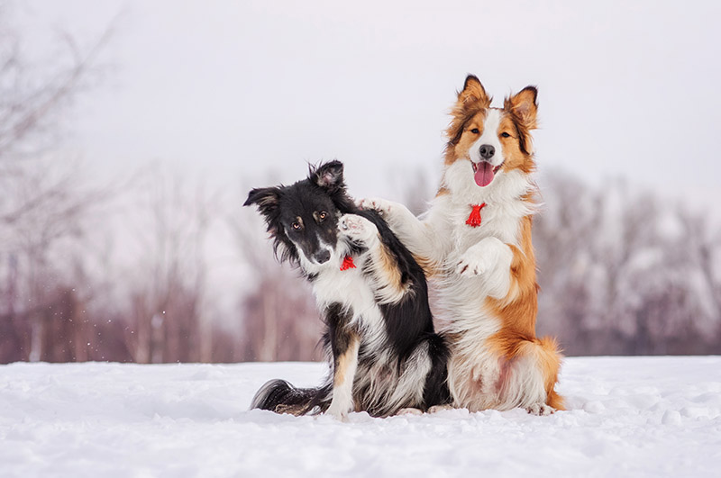 4 Winter Grooming Tips for Your Dog