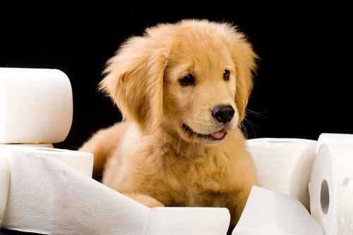 New Year, New Puppy? Here’s How to Potty-Train Your Puppy This Winter