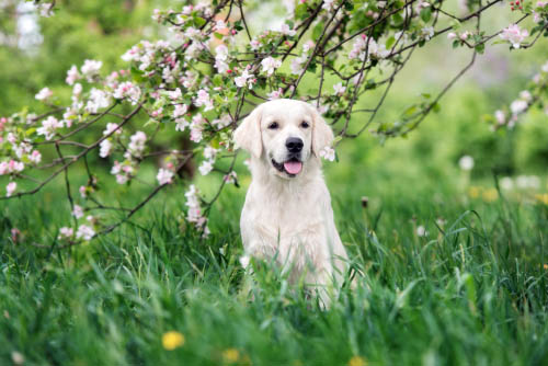 Spring Cleaning: 4 Grooming Tips to Get Your Pooch Ready for Warmer Weather