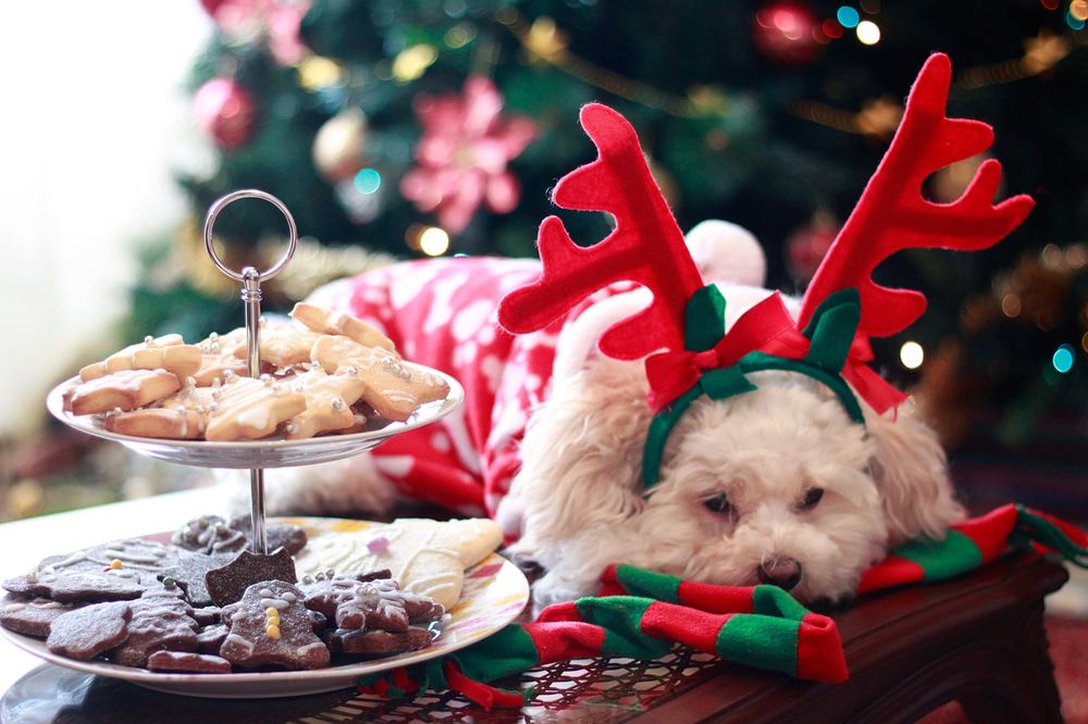 5 Holiday Treats to Keep Away from Your Canine
