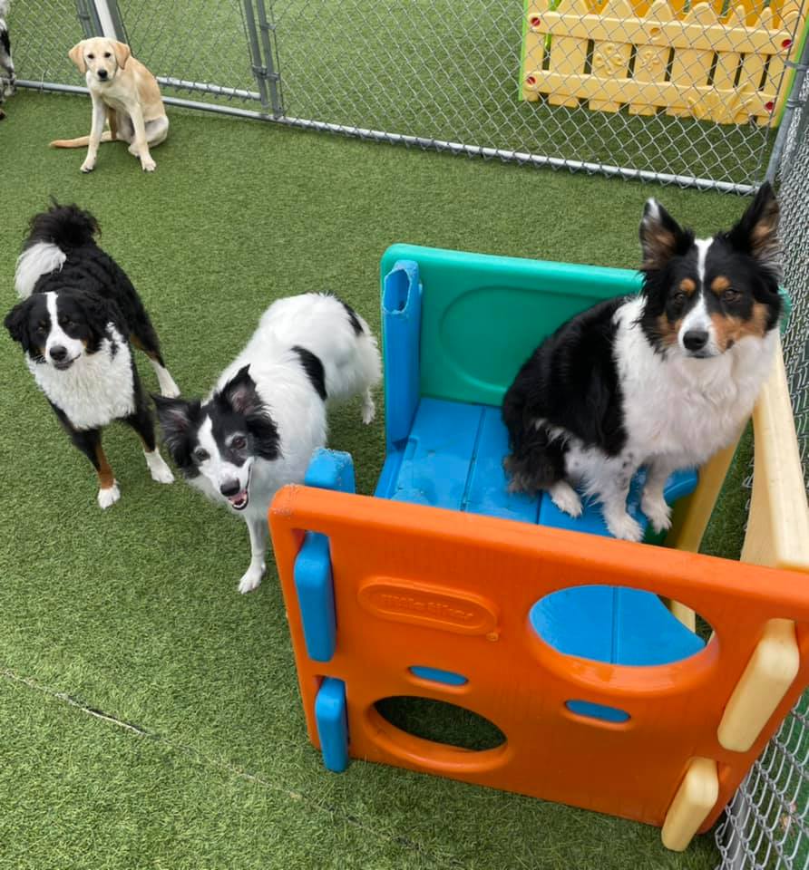 Dogs having fun on a playground